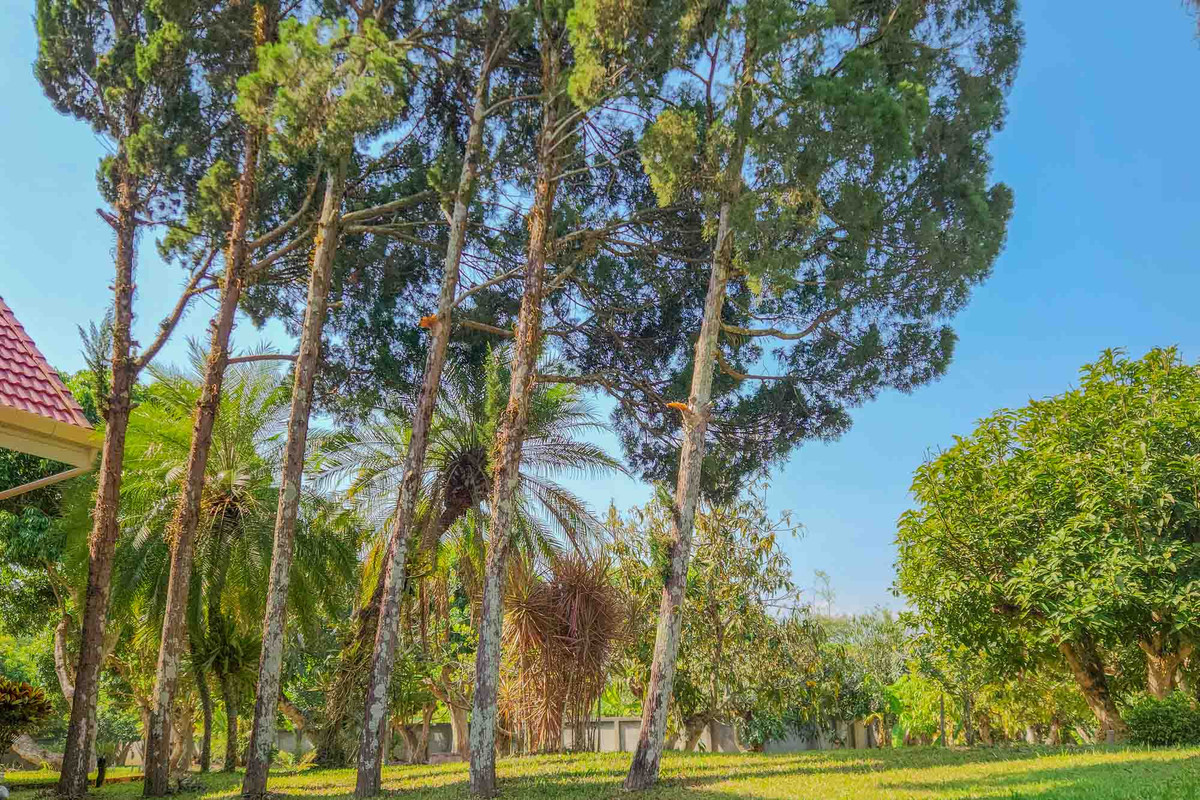 ขายบ้านเชียงใหม่ : บ้านพักส่วนตัววิวภูเขา พร้อมสวนลำไย 84 ต้น ใกล้สนามกอล์ฟ, เชียงใหม่