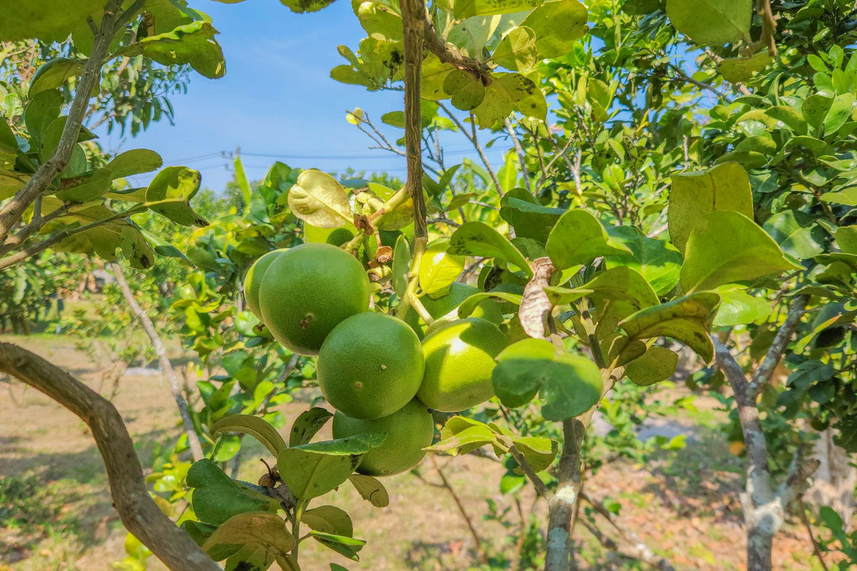 ขายบ้านเชียงใหม่ : บ้านพักส่วนตัววิวภูเขา พร้อมสวนลำไย 84 ต้น ใกล้สนามกอล์ฟ, เชียงใหม่