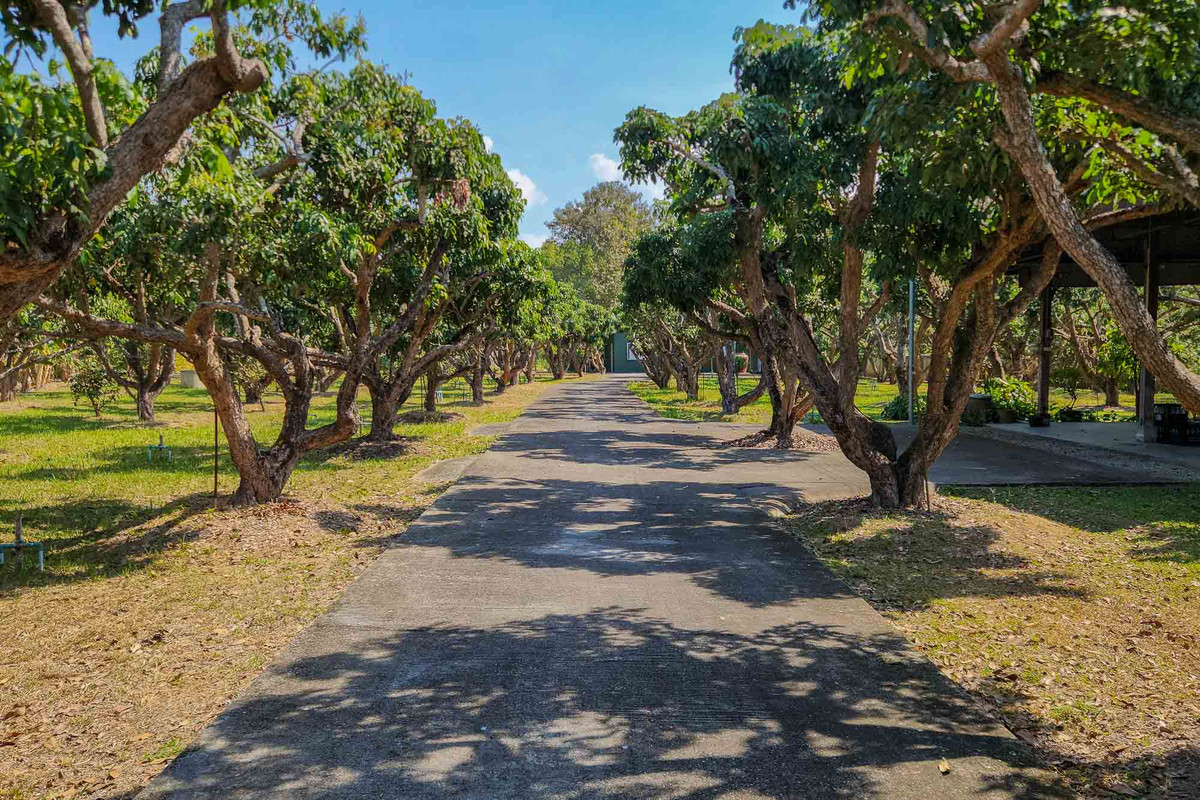 ขายบ้านเชียงใหม่ : บ้านพักส่วนตัววิวภูเขา พร้อมสวนลำไย 84 ต้น ใกล้สนามกอล์ฟ, เชียงใหม่