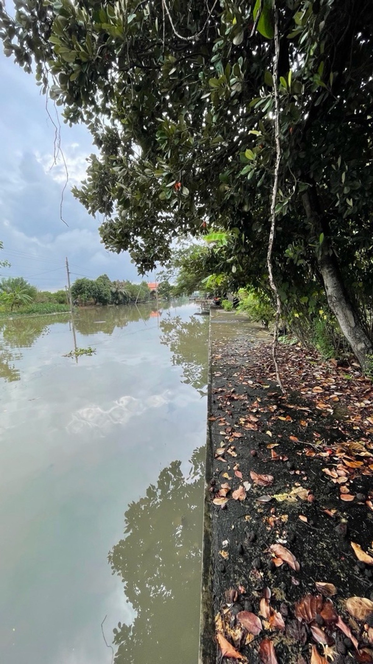 ขายที่ดินนนทบุรี บางใหญ่ บางบัวทอง : ขายที่ดิน ติดแม่น้ำบางใหญ่ 8-2-13.5 ไร่ เหมาะทำ Wellness