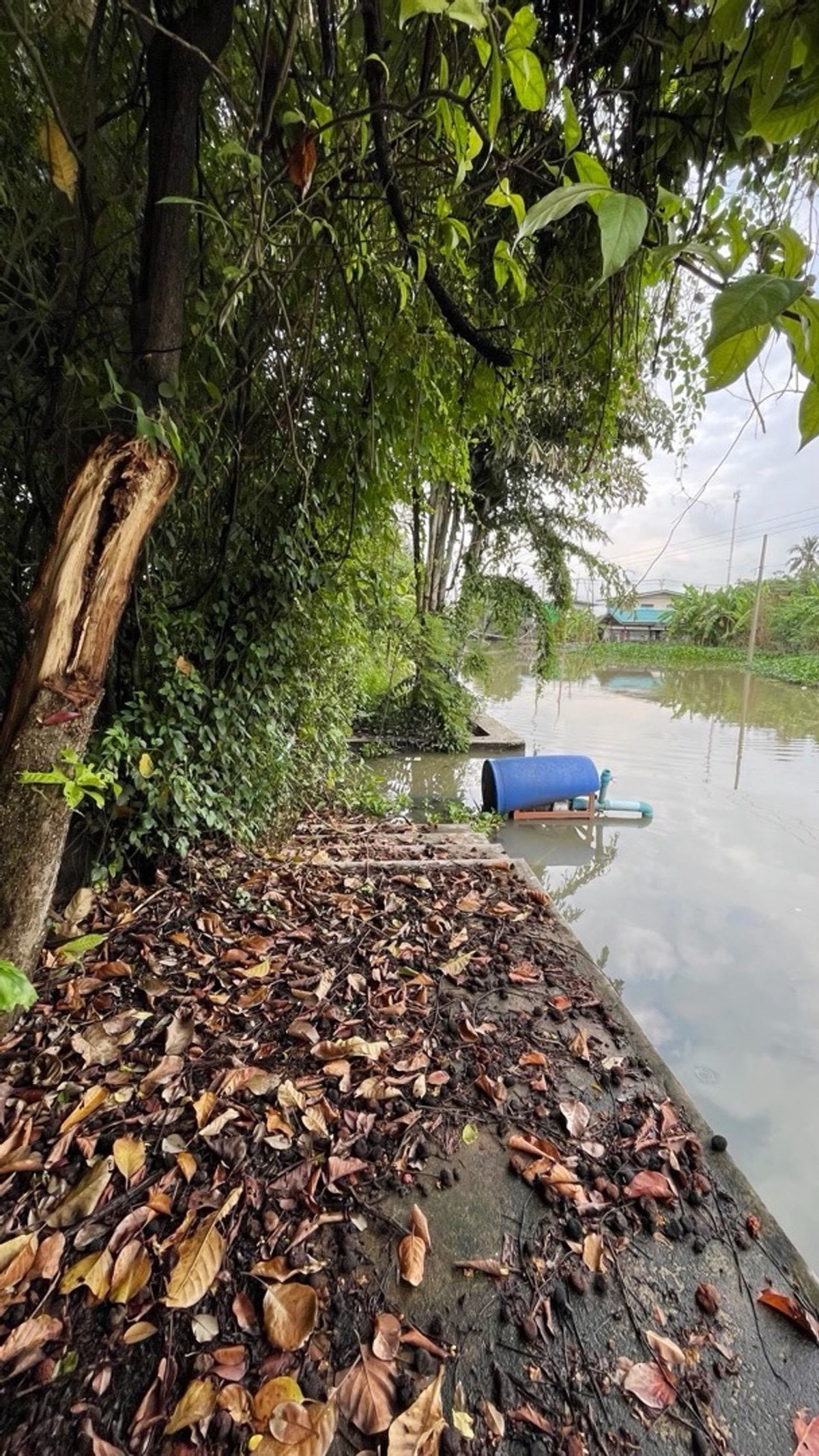ขายที่ดินนนทบุรี บางใหญ่ บางบัวทอง : ขายที่ดิน ติดแม่น้ำบางใหญ่ 8-2-13.5 ไร่ เหมาะทำ Wellness