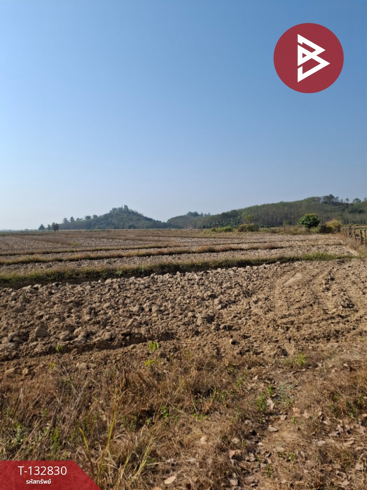 ขายที่ดินเชียงราย : ขายที่ดิน เนื้อที่ 7 ไร่ 3 งาน 91 ตร.วา เทิง เชียงราย