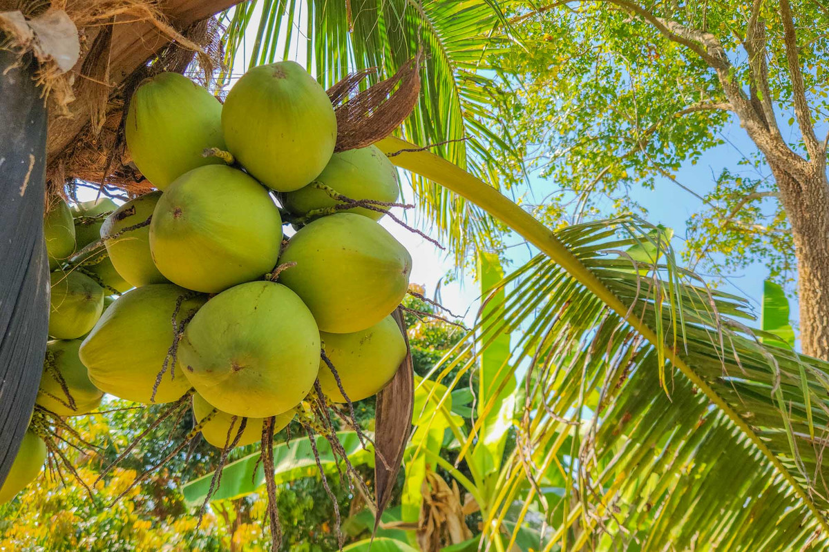 ขายบ้านเชียงใหม่ : บ้านพักส่วนตัววิวภูเขา พร้อมสวนลำไย 84 ต้น ใกล้สนามกอล์ฟ, เชียงใหม่