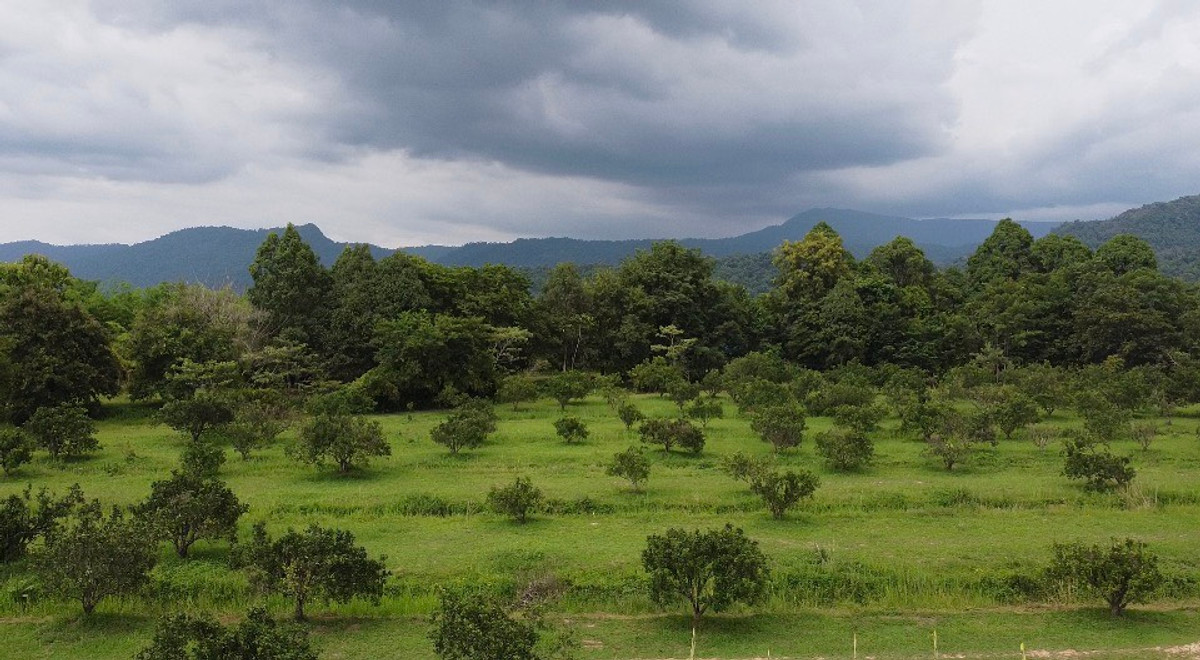 ขายที่ดินนครนายก : 🌳 ที่ดินแปลงสวยวิวเขาใหญ่ 85 ไร่ ต.หินตั้ง นครนายก ⛰️ ขายต่ำกว่าราคาประเมิน โฉนดครุฑแดง