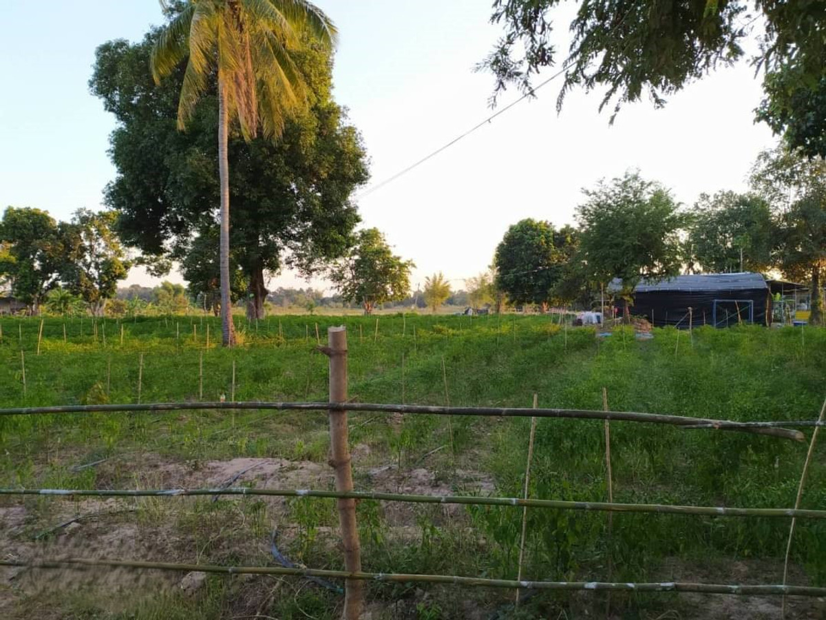 ขายที่ดินหนองคาย : 95685 - ขายที่ดินแปลงใหญ่ 33 ไร่ ใกล้แม่น้ำโขง อ.ศรีเชียงใหม่ จ.หนองคาย