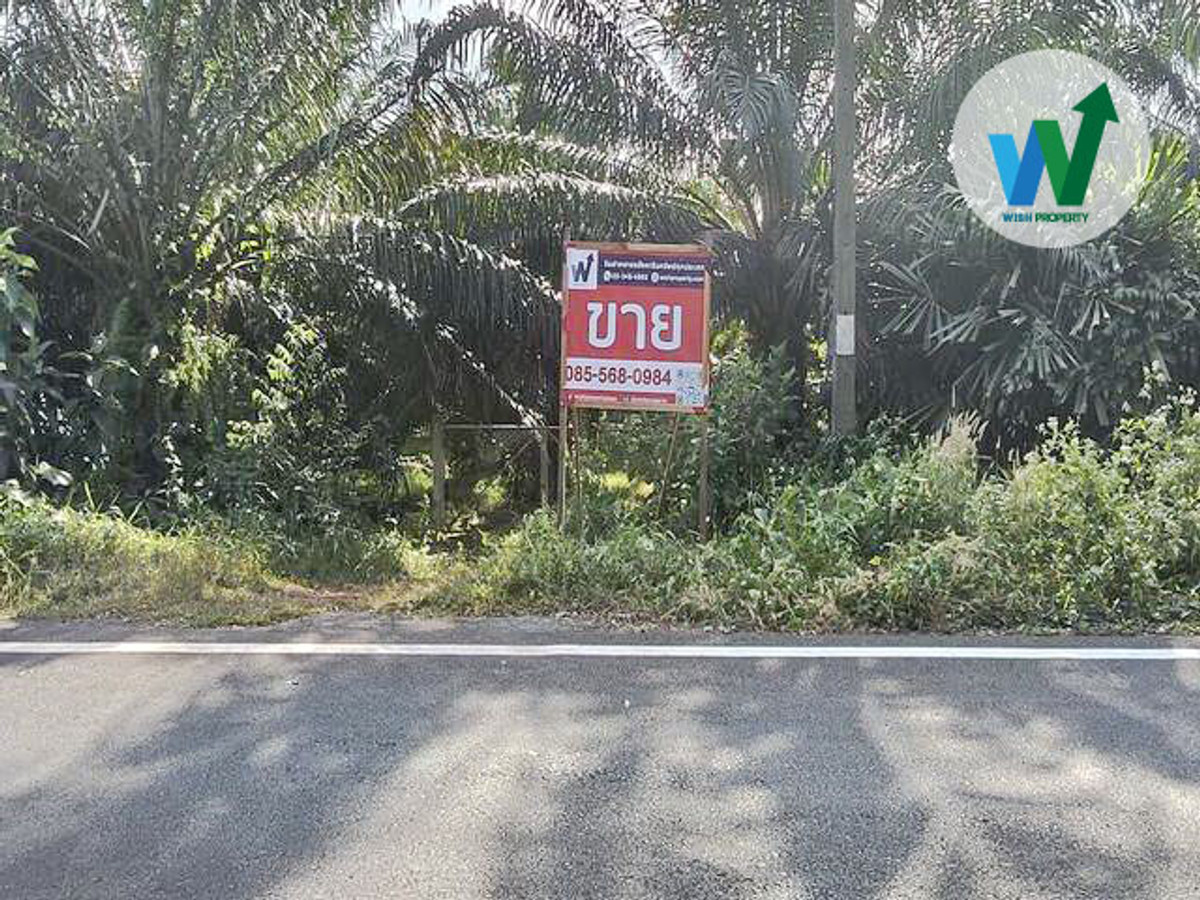 For SaleLandPhatthalung : Large plot of land for sale in Phatthalung. oil palm plantation Near Pa Phayom Technical College