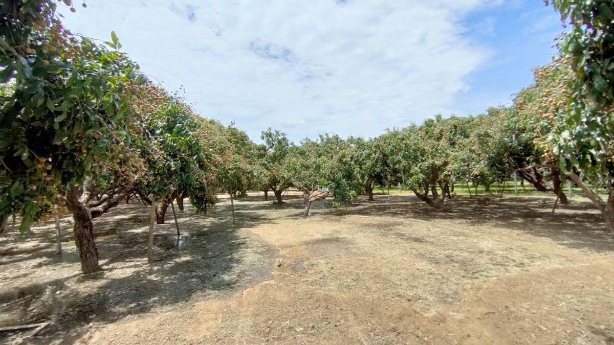 For SaleLandLamphun : ⚡ Land for sale next to the Ping River, Ban Wang Phang, Soi 1, Wang Phang Subdistrict, Wiang Nong Long District, Lamphun Province, size 3-1-34 rai, whole plot ⚡