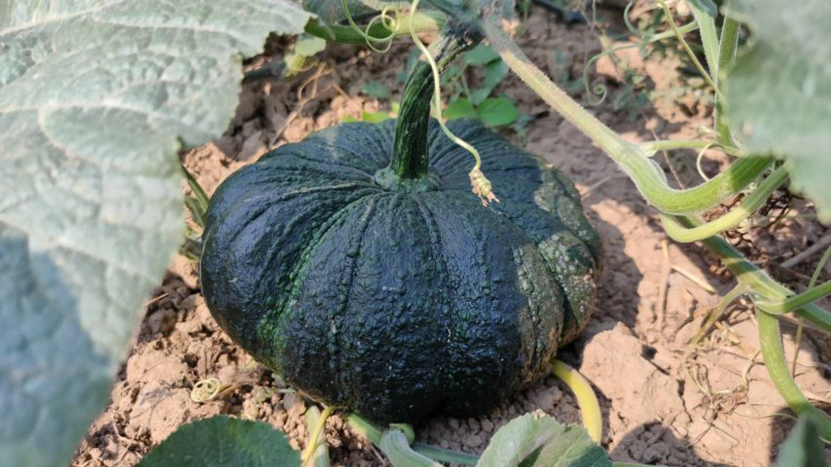 For SaleLandLamphun : ⚡ Land for sale next to the Ping River, Ban Wang Phang, Soi 1, Wang Phang Subdistrict, Wiang Nong Long District, Lamphun Province, size 3-1-34 rai, whole plot ⚡