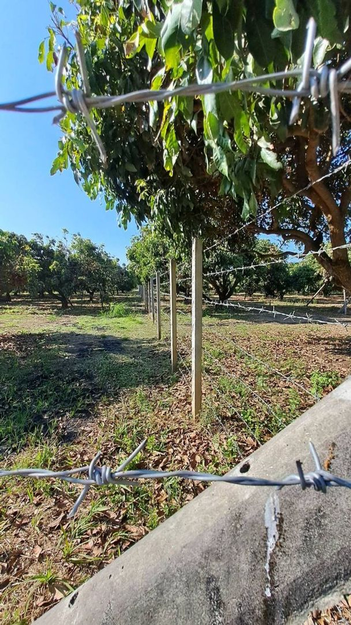 For SaleLandLamphun : ⚡ Land for sale next to the Ping River, Ban Wang Phang, Soi 1, Wang Phang Subdistrict, Wiang Nong Long District, Lamphun Province, size 3-1-34 rai, whole plot ⚡