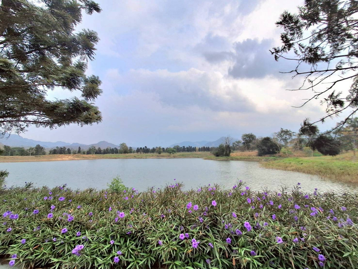 For SaleLandChiang Mai : Empty land for sale Pirom At Vineyard Khao Yai Pirom At Vineyard Code: L8055