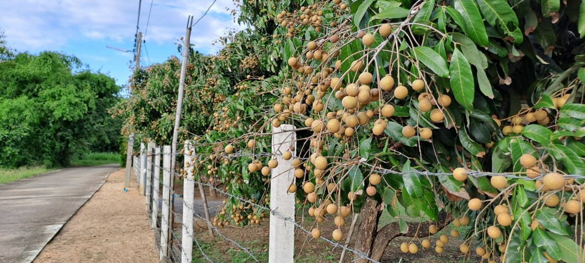 For SaleLandLamphun : ⚡ Land for sale next to the Ping River, Ban Wang Phang, Soi 1, Wang Phang Subdistrict, Wiang Nong Long District, Lamphun Province, size 3-1-34 rai, whole plot ⚡