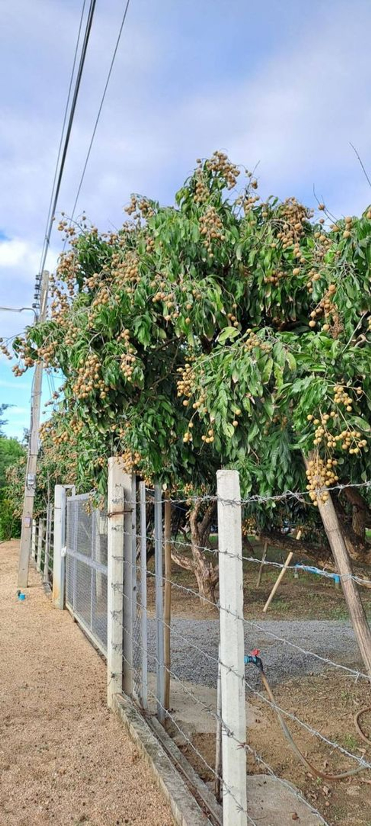 For SaleLandLamphun : ⚡ Land for sale next to the Ping River, Ban Wang Phang, Soi 1, Wang Phang Subdistrict, Wiang Nong Long District, Lamphun Province, size 3-1-34 rai, whole plot ⚡