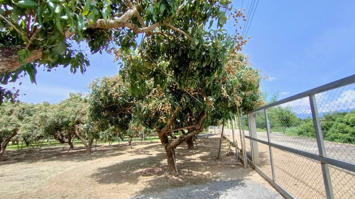 For SaleLandLamphun : ⚡ Land for sale next to the Ping River, Ban Wang Phang, Soi 1, Wang Phang Subdistrict, Wiang Nong Long District, Lamphun Province, size 3-1-34 rai, whole plot ⚡