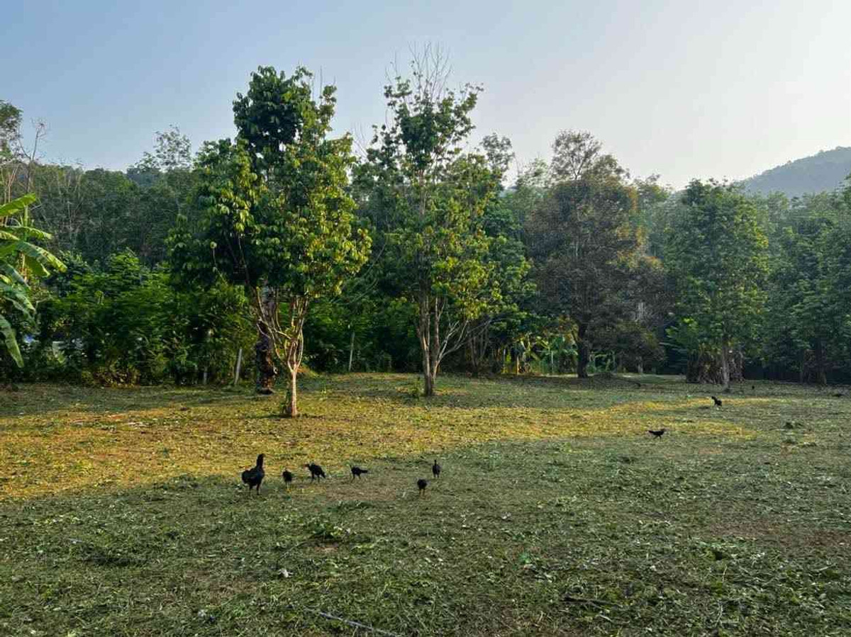 For SaleLandTrat : Land for sale, good location, near the sea, Koh Chang, Trat Province.