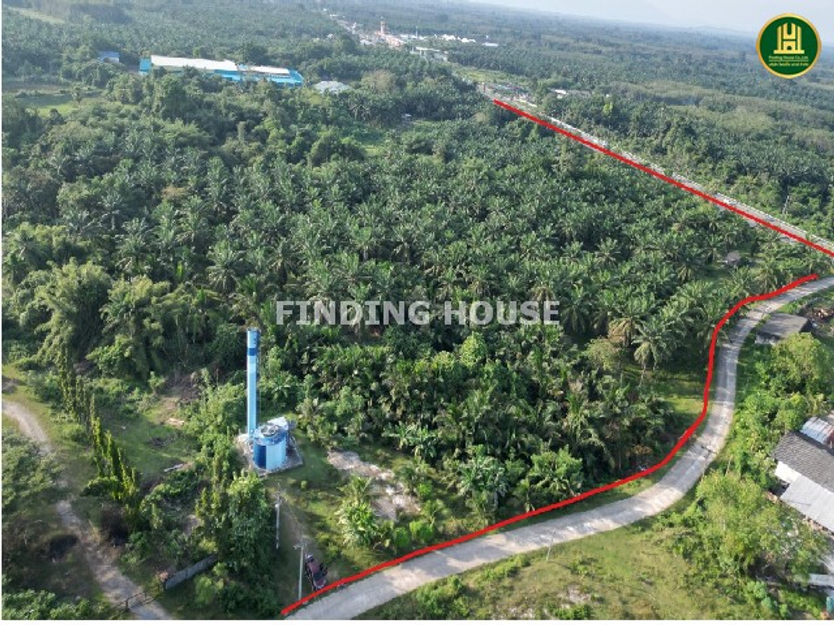 For SaleLandKrabi : Palm plantation land for sale next to Phetkasem Road. Nuea Khlong District Krabi Province, area 21-0-91.7 rai, near Krabi Airport 10 km.