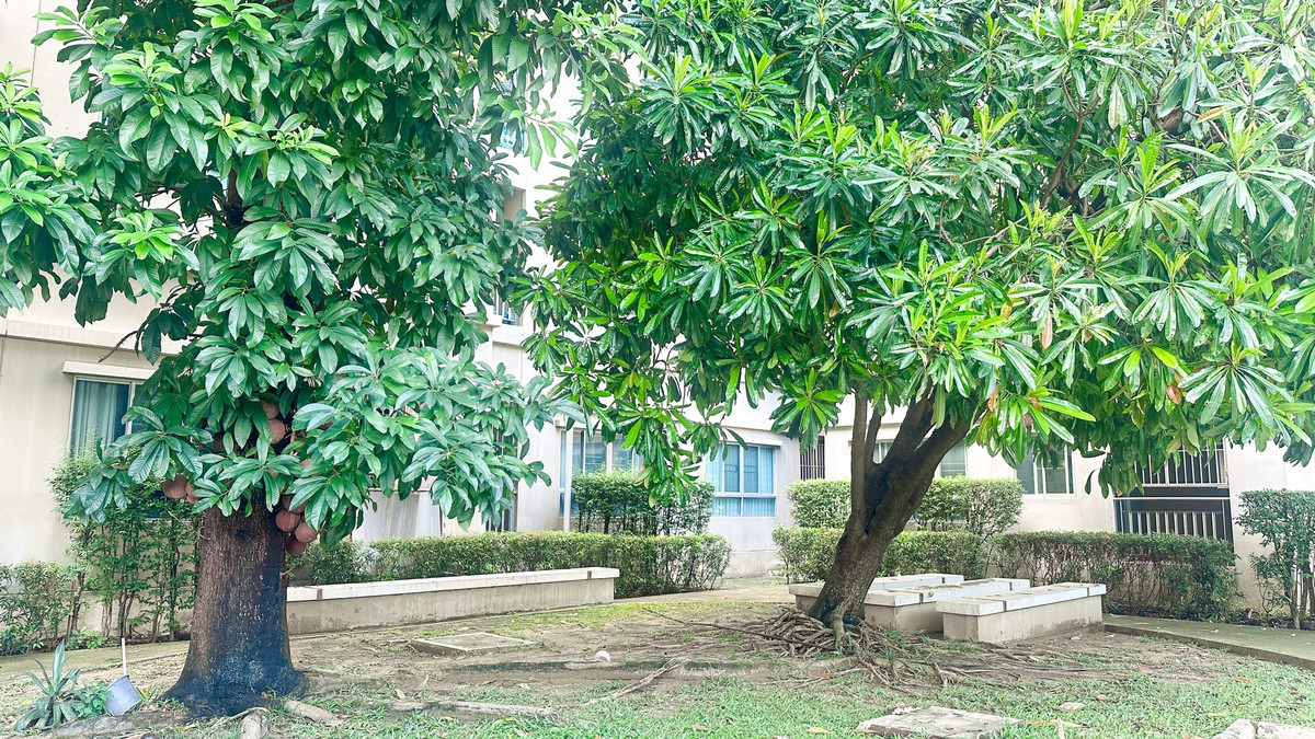 ขายคอนโดพระราม 8 สามเสน ราชวัตร : 🚨 ลดแรง! รีโนเวทใหม่ทั้งห้อง 🏢 คอนโด ลุมพินี เพลส พระราม 8