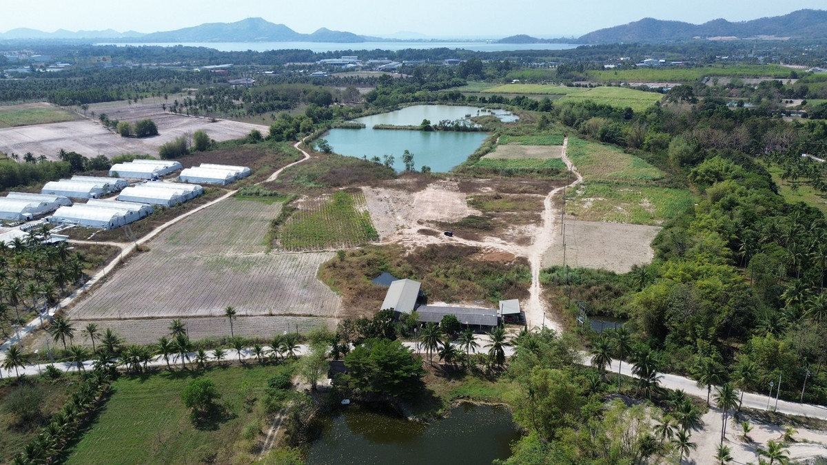 For RentLandSriracha Laem Chabang Ban Bueng : Land 20 rai Khao Khiao Bang Phra Chonburi Province / (For Sale), Land 20 rai Khao Khiao Bang Phra Chonburi Prov / (FOR SALE) YEAN116