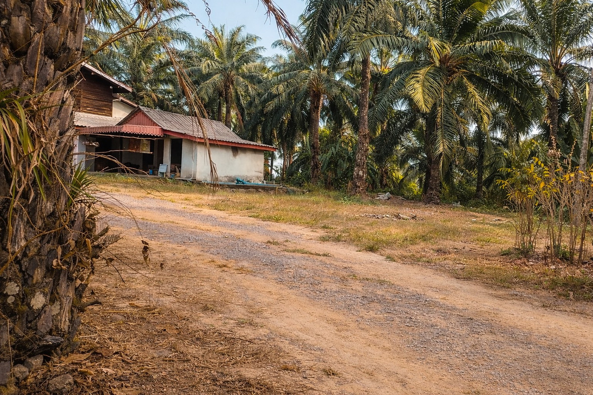 ขายที่ดินกระบี่ : 🌴 ที่ดินสวนปาล์ม 6 ไร่กว่า + บ้าน 1 หลัง 🔥 ทำเลพรีเมียม ใกล้สระมรกตเพียง 1 กม. – คลองท่อมเหนือ, กระบี่