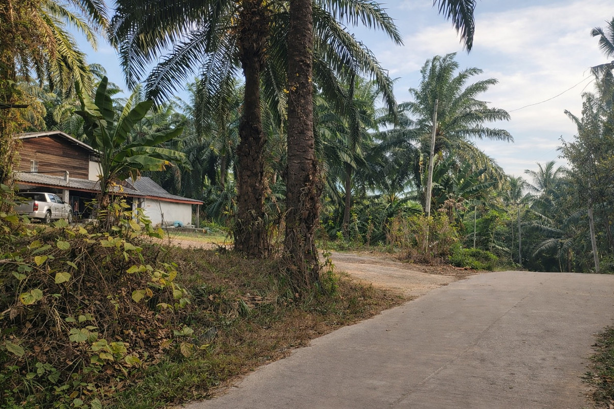 ขายที่ดินกระบี่ : 🌴 ที่ดินสวนปาล์ม 6 ไร่กว่า + บ้าน 1 หลัง 🔥 ทำเลพรีเมียม ใกล้สระมรกตเพียง 1 กม. – คลองท่อมเหนือ, กระบี่