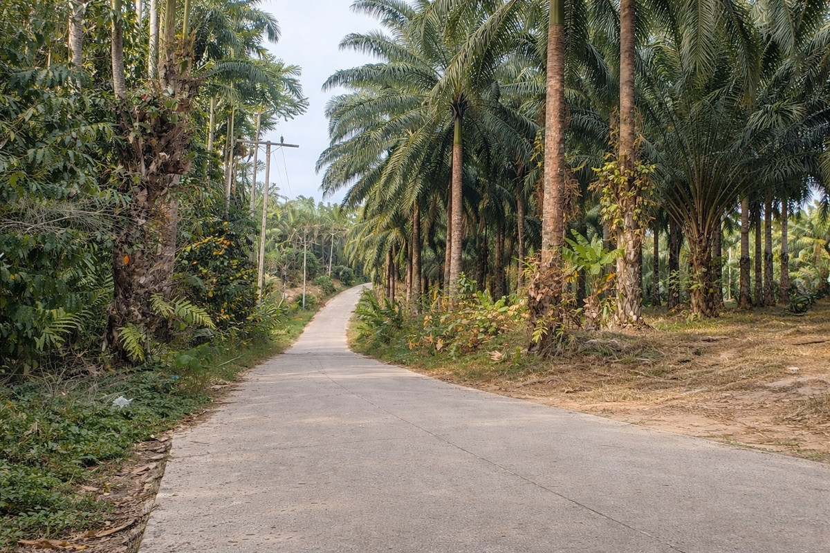 ขายที่ดินกระบี่ : 🌴 ที่ดินสวนปาล์ม 6 ไร่กว่า + บ้าน 1 หลัง 🔥 ทำเลพรีเมียม ใกล้สระมรกตเพียง 1 กม. – คลองท่อมเหนือ, กระบี่