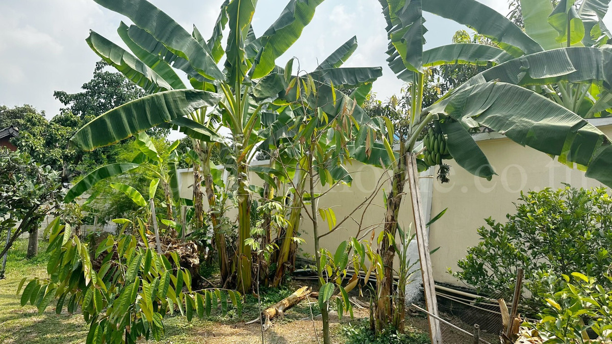 For SaleHousePathum Thani,Rangsit, Thammasat : Single house 300 sq m, Thamsuthee, Pathum Thani, installed solar cells, saves electricity, ready to move in.