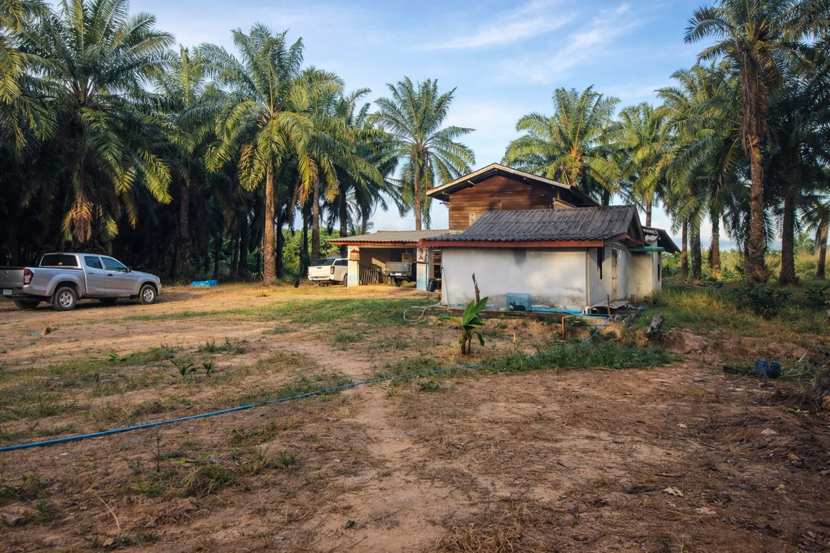 ขายที่ดินกระบี่ : 🌴 ที่ดินสวนปาล์ม 6 ไร่กว่า + บ้าน 1 หลัง 🔥 ทำเลพรีเมียม ใกล้สระมรกตเพียง 1 กม. – คลองท่อมเหนือ, กระบี่