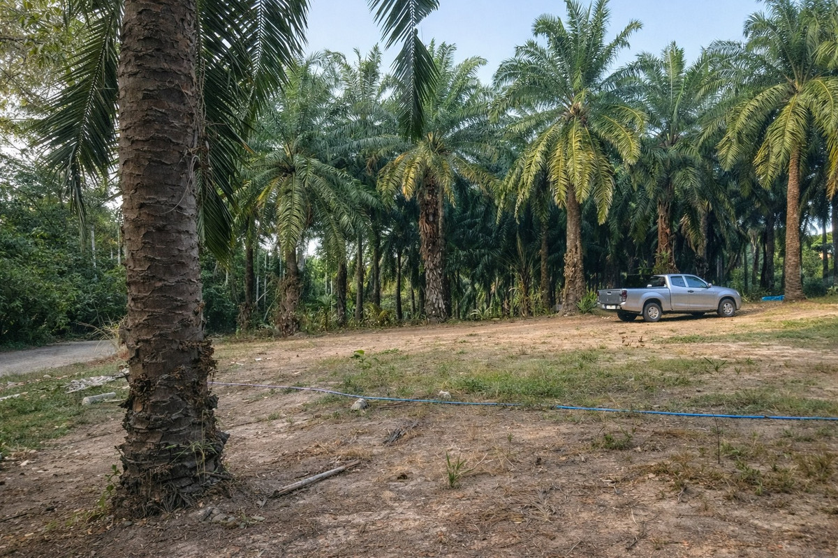 ขายที่ดินกระบี่ : 🌴 ที่ดินสวนปาล์ม 6 ไร่กว่า + บ้าน 1 หลัง 🔥 ทำเลพรีเมียม ใกล้สระมรกตเพียง 1 กม. – คลองท่อมเหนือ, กระบี่