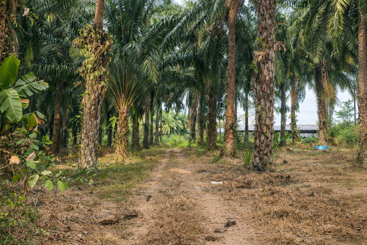 ขายที่ดินกระบี่ : 🌴 ที่ดินสวนปาล์ม 6 ไร่กว่า + บ้าน 1 หลัง 🔥 ทำเลพรีเมียม ใกล้สระมรกตเพียง 1 กม. – คลองท่อมเหนือ, กระบี่