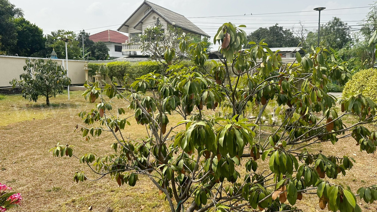 For SaleHousePathum Thani,Rangsit, Thammasat : Single house 300 sq m, Thamsuthee, Pathum Thani, installed solar cells, saves electricity, ready to move in.