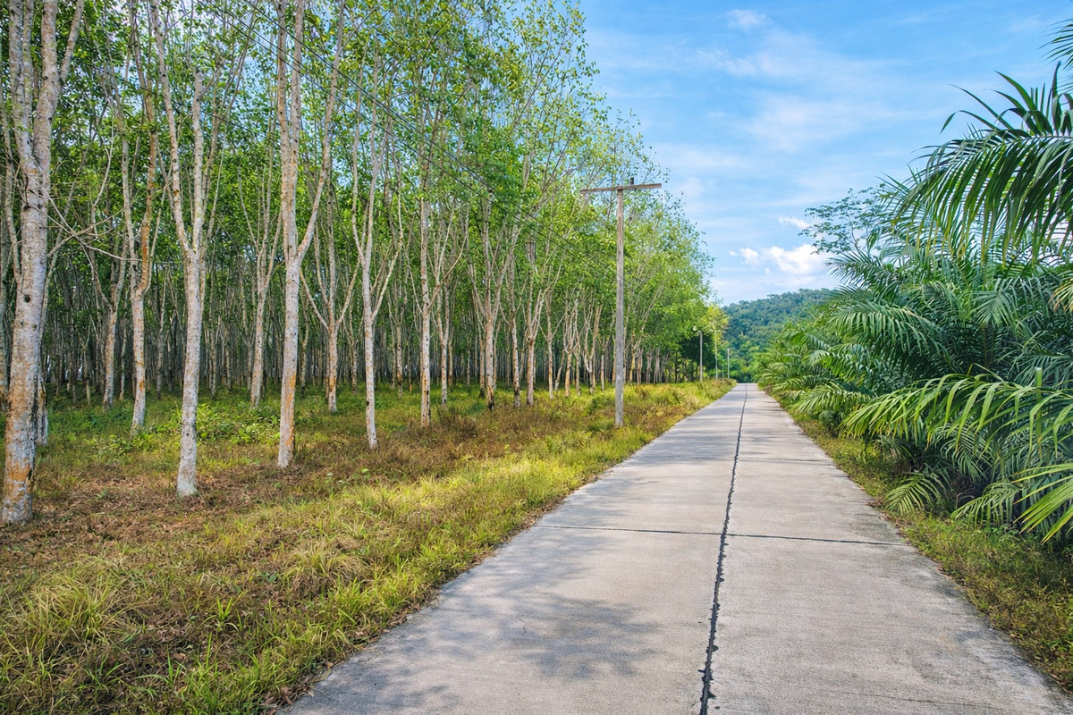 ขายที่ดินกระบี่ : 🌳 สวนยาง 38 ไร่ ทำเลดีมาก ใกล้สระมรกต จ.กระบี่ เพียง 3 กม. ที่มีอนาคต — ลงทุนคุ้มค่า 