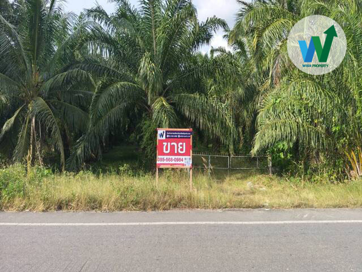 For SaleTownhomePhatthalung : Large plot of palm plantation for sale near Thaksin Phatthalung University.
