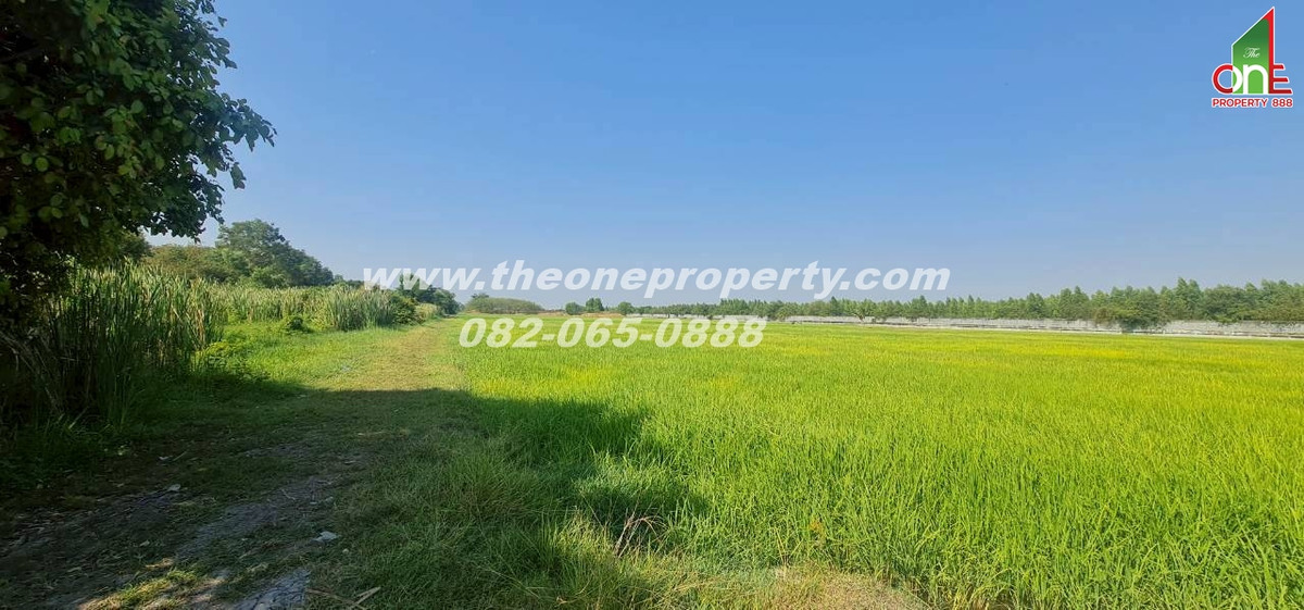 ขายที่ดินปทุมธานี รังสิต ธรรมศาสตร์ : ที่ดิน 5-1-83 ไร่ ซอย หมุดทอง ถ.ลำลูกกา ต.ลำลูกกาคลอง9(ตะวันตก) อ.ลำลูกกา