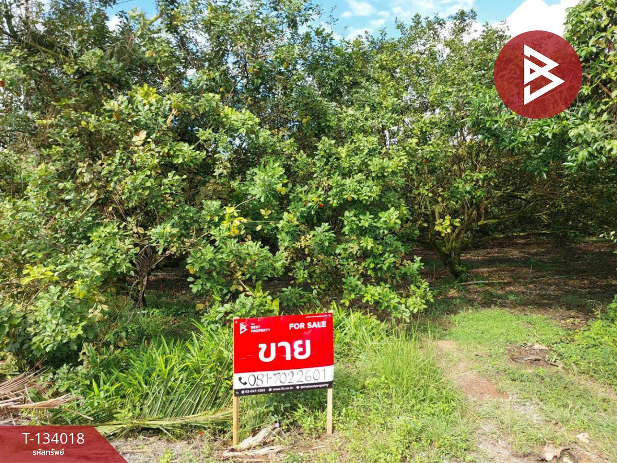 For SaleLandNakhon Si Thammarat : Rambutan garden land for sale, area 5 rai 3 ngan 41 square wa, Cha-uat District, Nakhon Si Thammarat. Next to a public road
