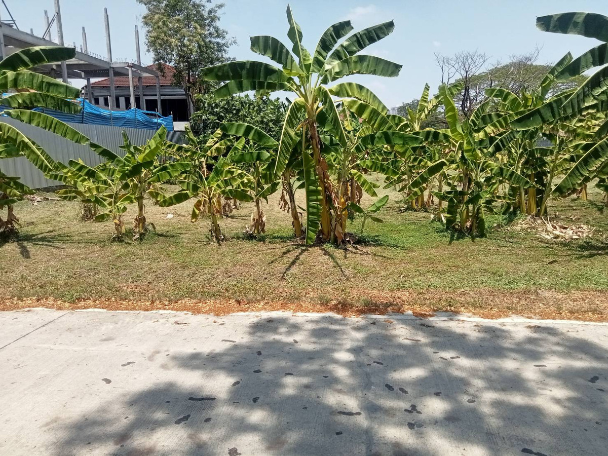 ขายที่ดินพัฒนาการ ศรีนครินทร์ : ขายที่ดินเปล่า​ เจ้าของขายเอง​ ซอยพัฒนาการ​ 58 ถนนพัฒนาการ​ กรุงเทพ