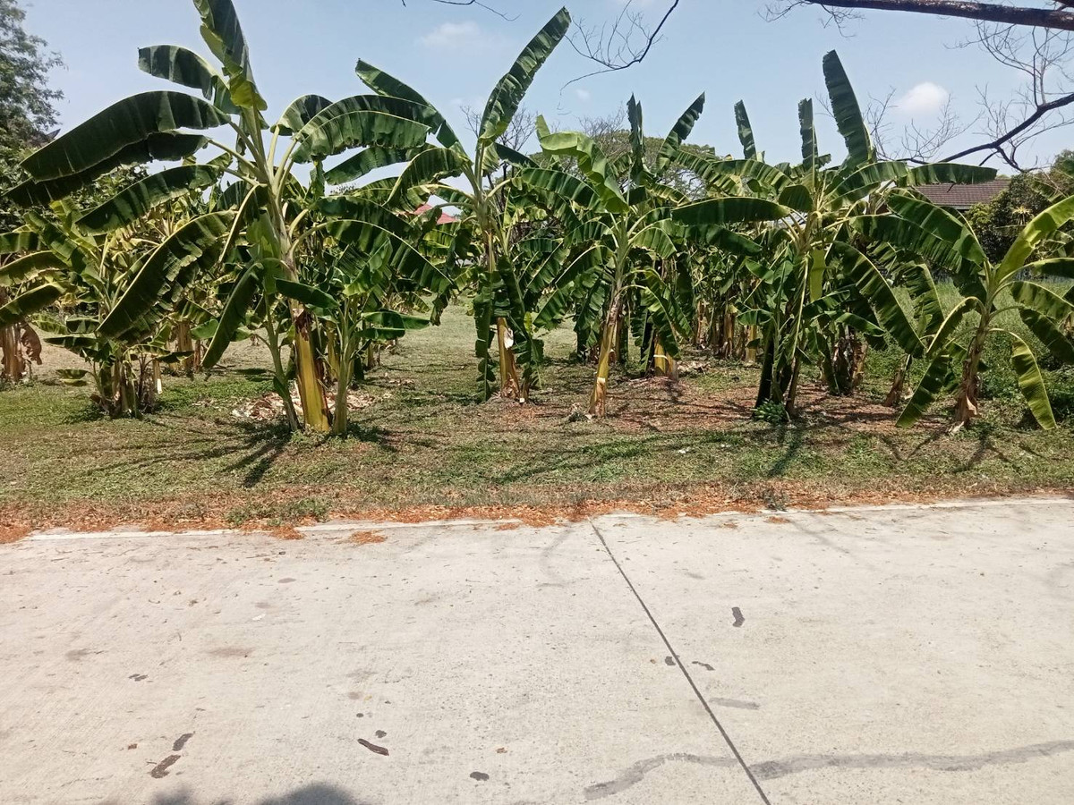 ขายที่ดินพัฒนาการ ศรีนครินทร์ : ขายที่ดินเปล่า​ เจ้าของขายเอง​ ซอยพัฒนาการ​ 58 ถนนพัฒนาการ​ กรุงเทพ