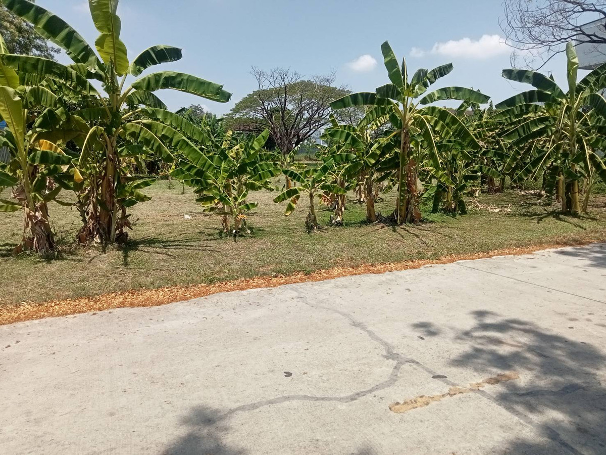 ขายที่ดินพัฒนาการ ศรีนครินทร์ : ขายที่ดินเปล่า​ เจ้าของขายเอง​ ซอยพัฒนาการ​ 58 ถนนพัฒนาการ​ กรุงเทพ