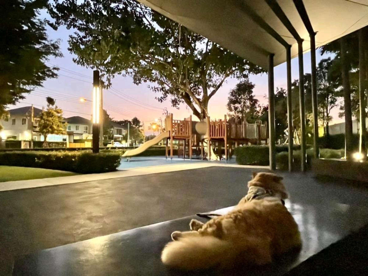 ให้เช่าบ้านนวมินทร์ รามอินทรา : 🦮🐾 Pet Friendly บ้านเดี่ยวทำเลศักยภาพ บรรยากาศสงบ เป็นส่วนตัว หลังบ้านโล่งไม่ชนใคร 🌿 ลมดี ร่มรื่น ใกล้สโมสรส่วนกลาง