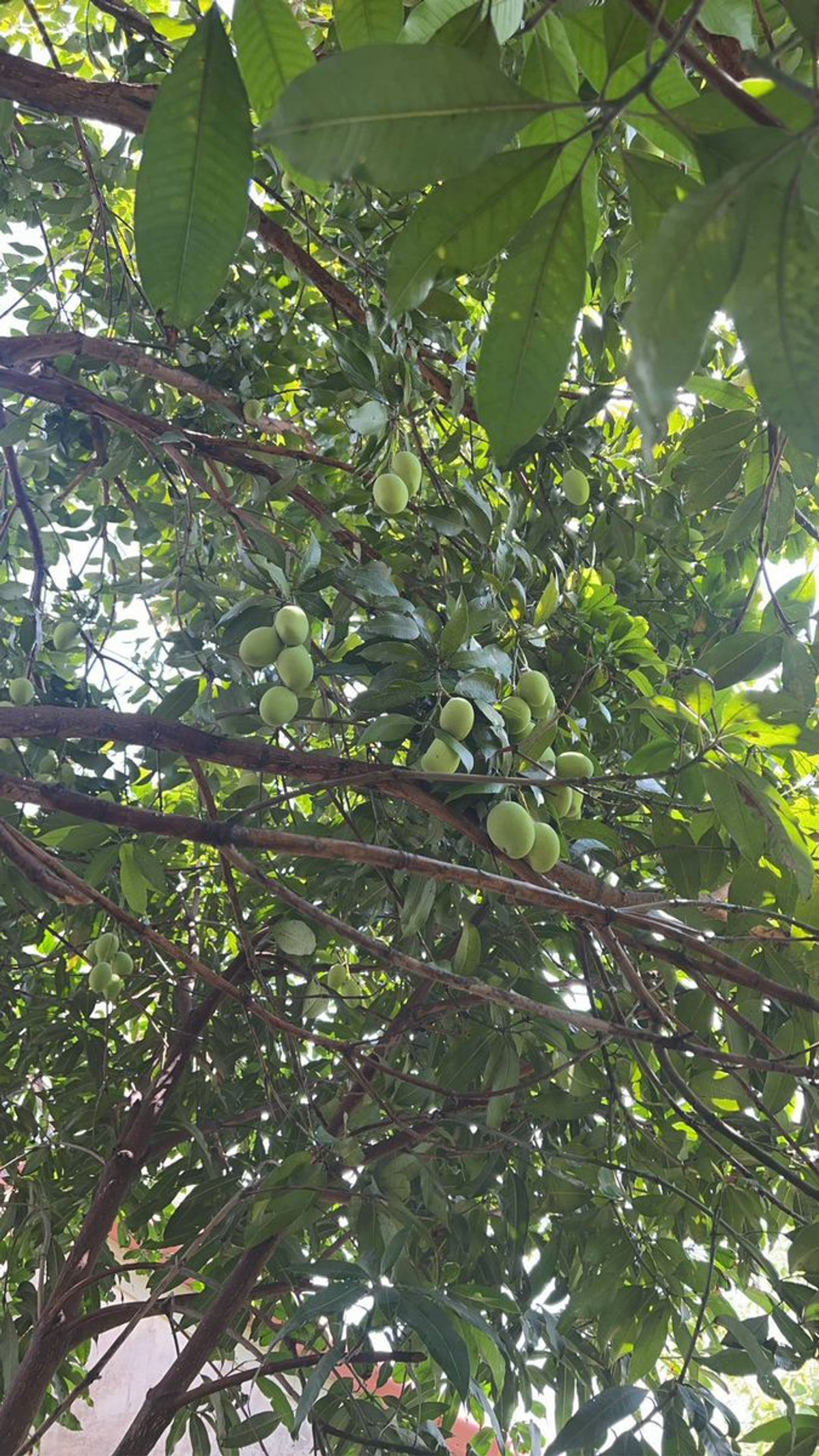 For SaleHousePathum Thani,Rangsit, Thammasat : Single house for sale Vista Ville Village 3, Lam Luk Ka-Khlong 8, area 69 square meters, 4 bedrooms, Lam Luk Ka Subdistrict, Lam Luk Ka District, Pathum Thani Province.