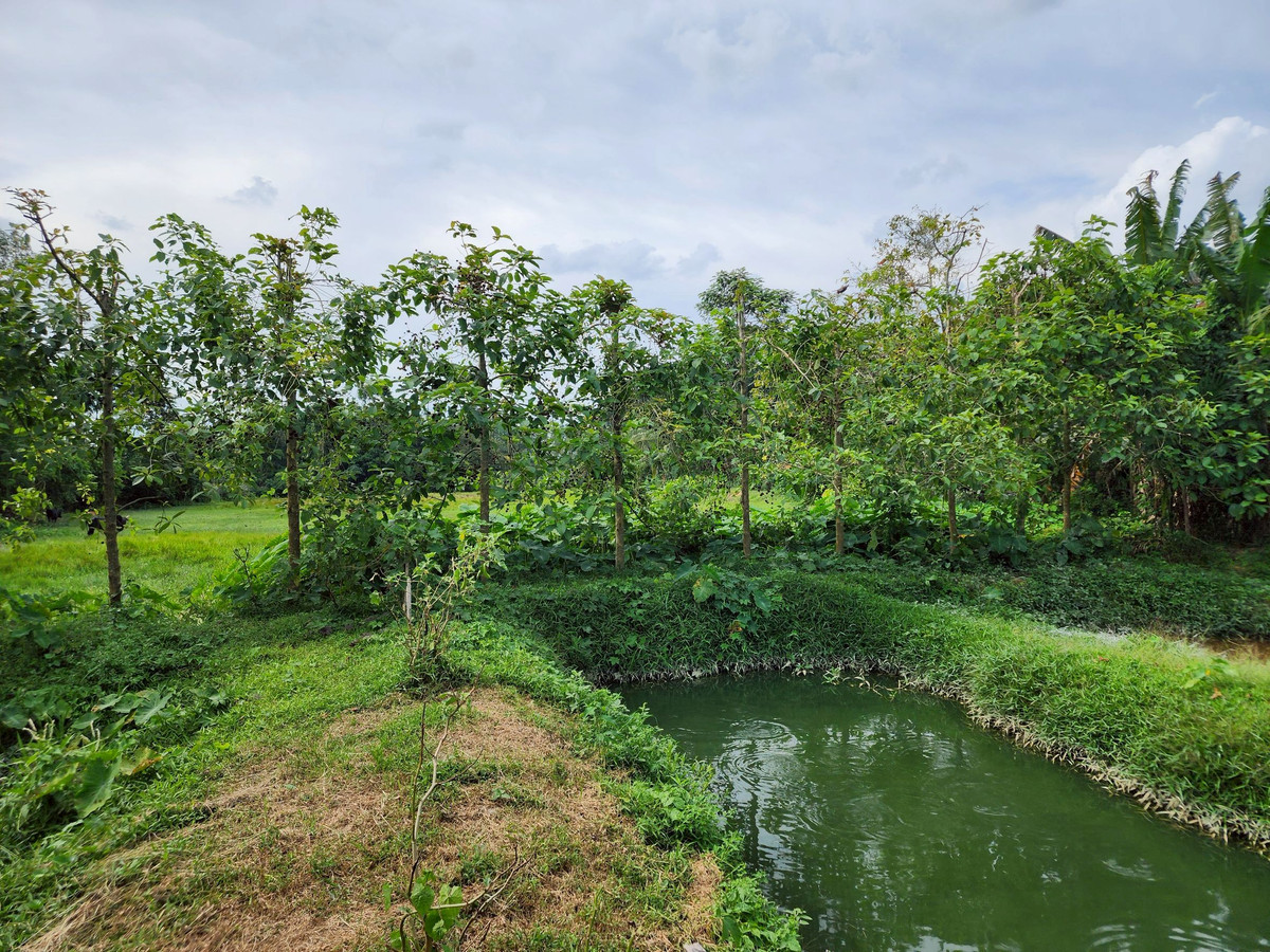 ขายที่ดินตรัง : ขายที่ดิน 3 ห้อง อำเภอนาโยง จังหวัดตรัง ติดถนนหลัก 2 งาน เหมาะทำธุรกิจ 