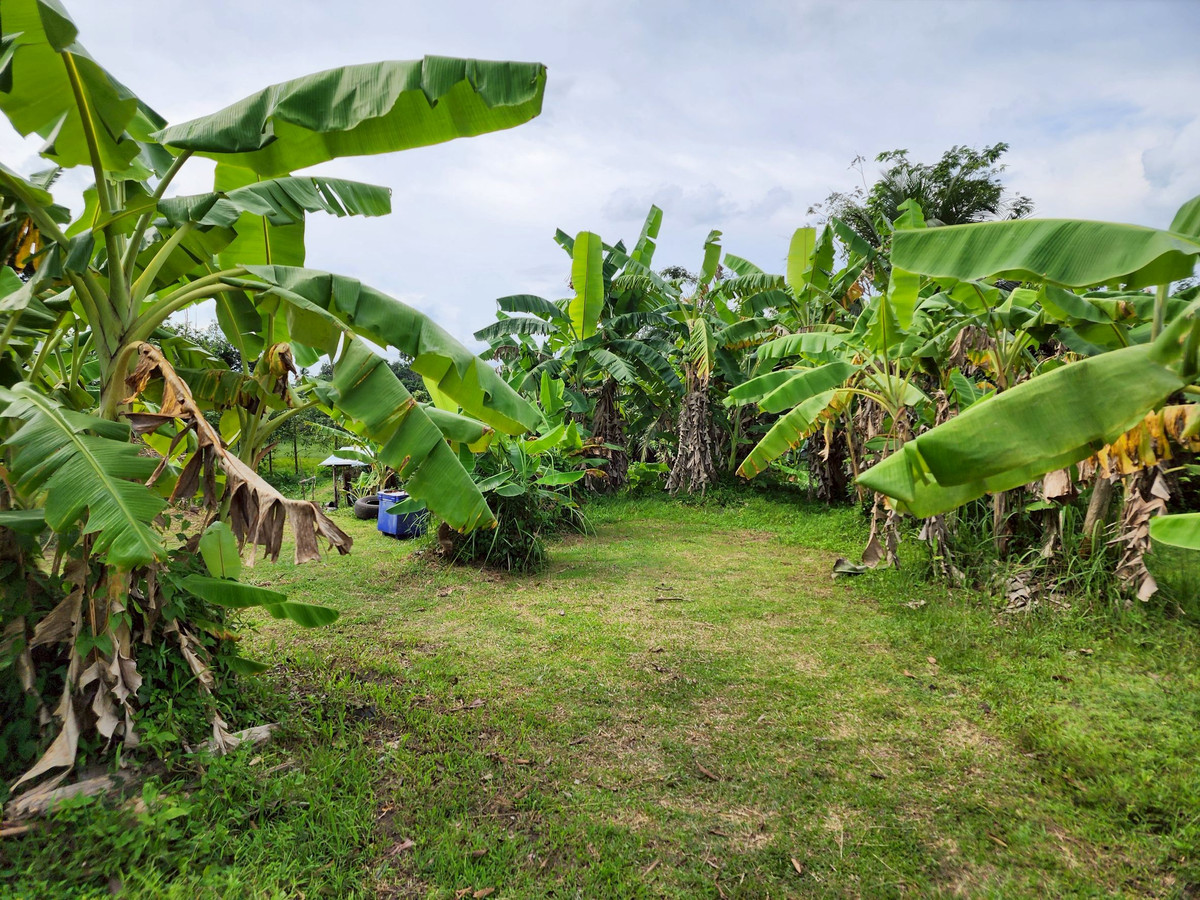 ขายที่ดินตรัง : ขายที่ดิน 3 ห้อง อำเภอนาโยง จังหวัดตรัง ติดถนนหลัก 2 งาน เหมาะทำธุรกิจ 