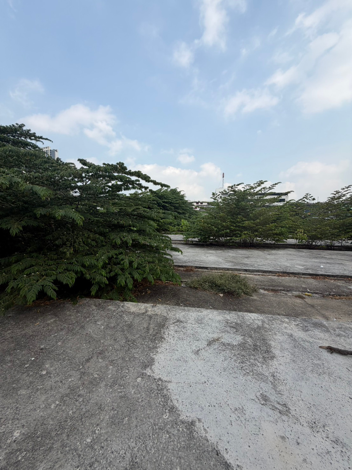 For SaleLandBang kae, Phetkasem : Land for sale 929 sq m 140 million