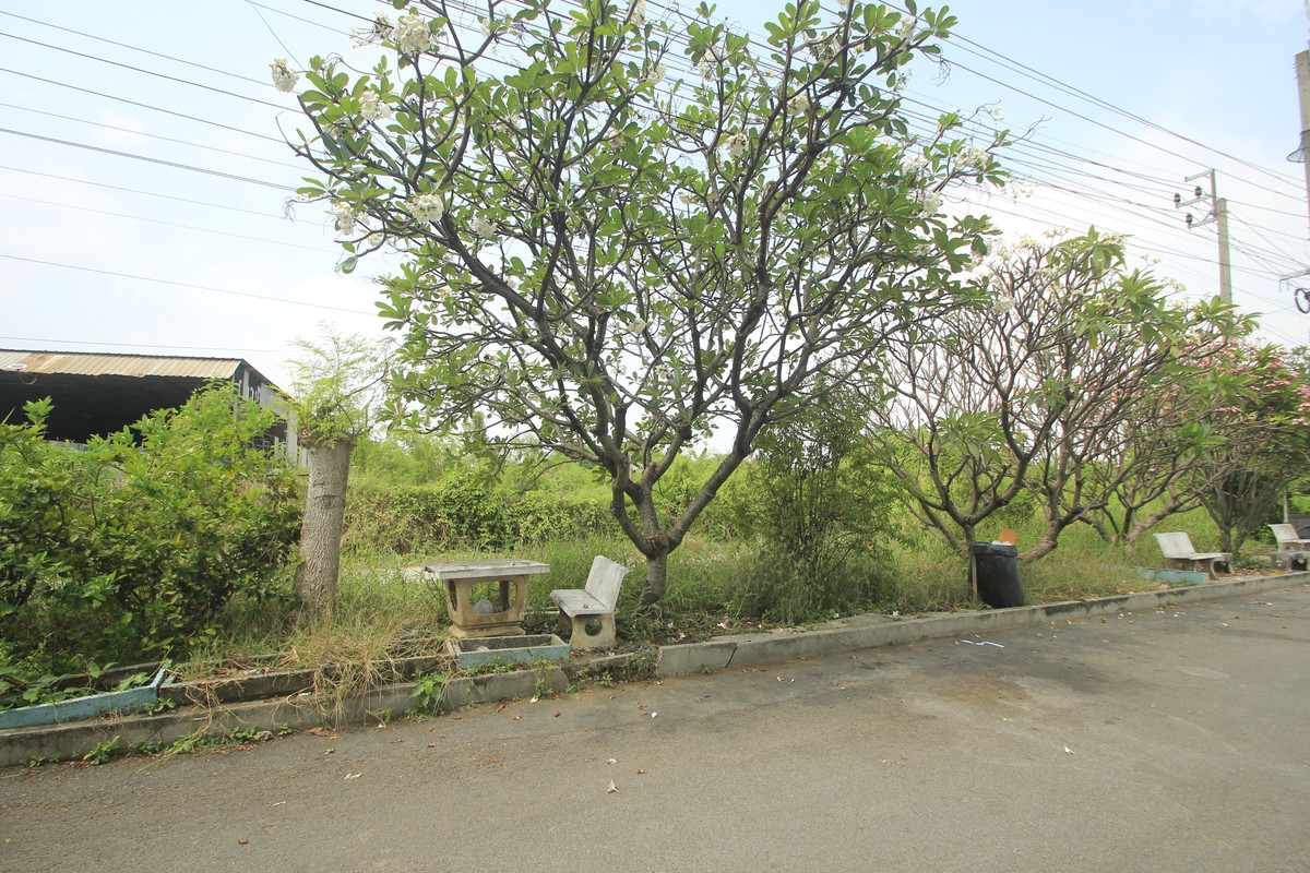 ขายที่ดินพระราม 2 บางขุนเทียน : ขายที่ดินพระราม2 ระหว่างพระราม2ซ.98กับ100 ที่ดินถมแล้ว 7-1-5 ไร่ ลงเสาเข็มทั่วบริเวณที่ดิน ขาเข้าเมืองใกล้ทางด่วนสุขสวัสดิ์ บางพลี สร้างโกดัง ออฟฟิศ สำนักงาน 38,000บาท/วา