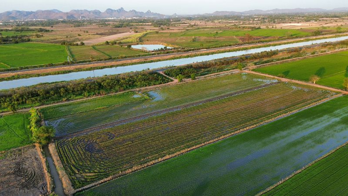 ขายที่ดินสระบุรี : ที่นา 7 ไร่ แปลงสวย ติดคลองชลประทาน ที่นาแปลงจัดรูป มีน้ำใช้ทั้งปี น้ำไม่ท่วม ตำบลบ้านกลับ อำเภอหนองโดน จังหวัดสระบุรี