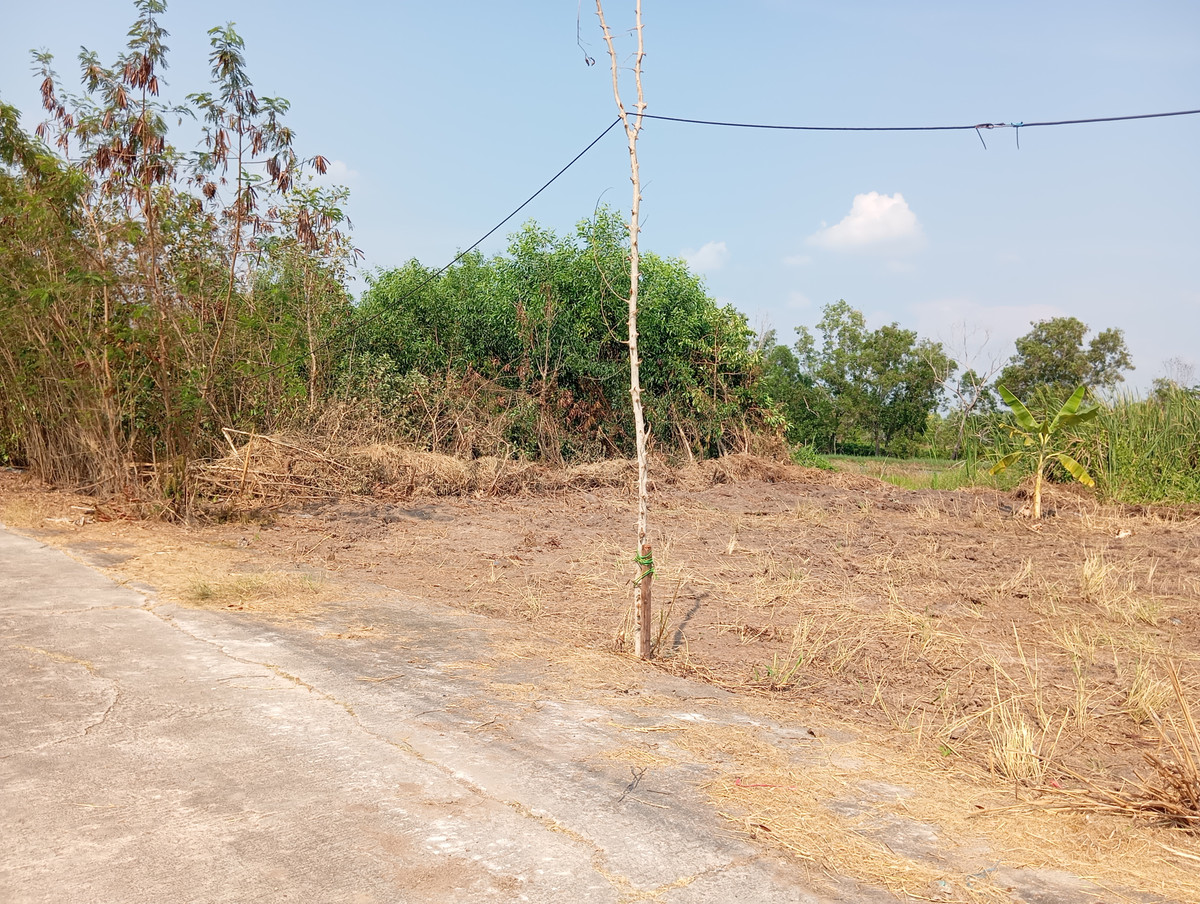 ขายที่ดินปทุมธานี รังสิต ธรรมศาสตร์ : กำเงินแสนมาซื้อได้เลย ขายที่ดิน เลียบคลอง 11 อ.หนองเสือ จ.ปทุมธานี