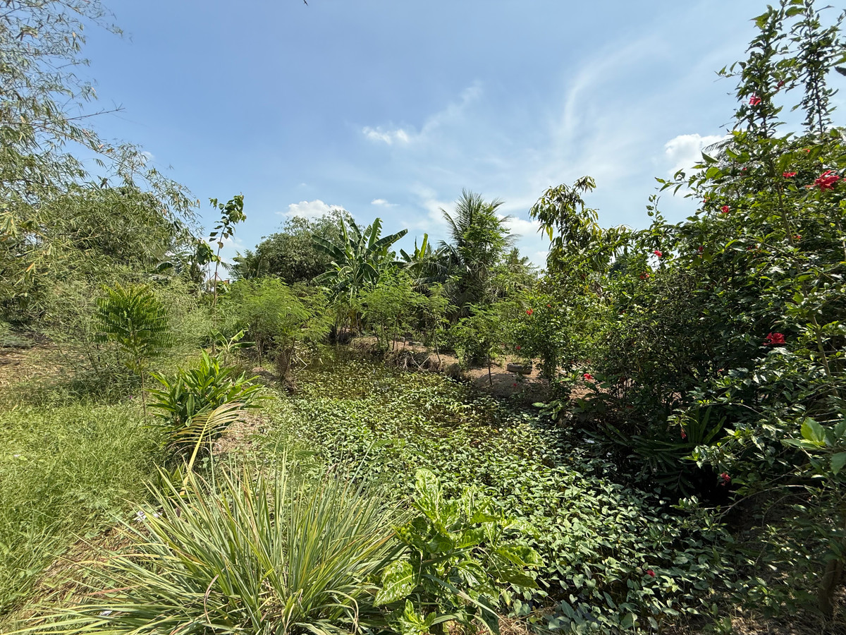 ขายที่ดินราษฎร์บูรณะ สุขสวัสดิ์ : ขาย ที่ดิน สวยหายาก ติดแม่น้ำเจ้าพระยา บางกระเจ้า พระประแดง สมุทรปราการ