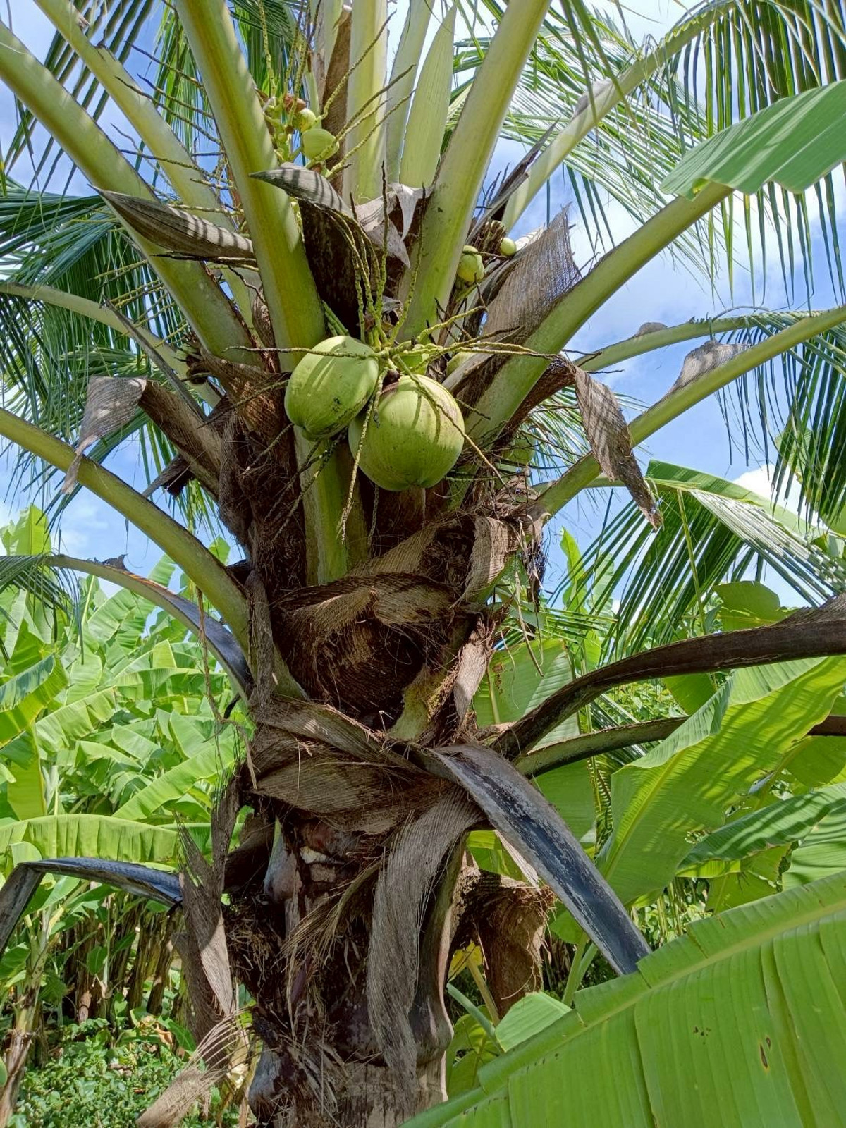 ขายที่ดินปทุมธานี รังสิต ธรรมศาสตร์ : ขายด่วน! ที่ดินบ้านสวน 1 ไร่ รังสิตคลอง 9 มีคลองขุด ผลไม้พร้อมเก็บ 1.6 ลบ.