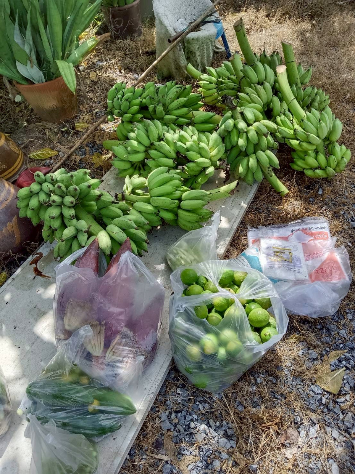 ขายที่ดินปทุมธานี รังสิต ธรรมศาสตร์ : ขายด่วน! ที่ดินบ้านสวน 1 ไร่ รังสิตคลอง 9 มีคลองขุด ผลไม้พร้อมเก็บ 1.6 ลบ.