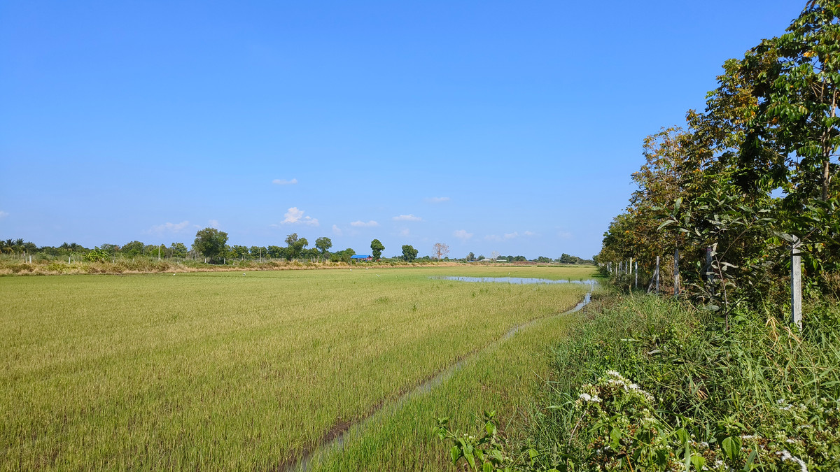 ขายที่ดินปทุมธานี รังสิต ธรรมศาสตร์ : ขายด่วนที่ดินแปลงใหญ่ ริมคลองชลประทาน อ.หนองเสือ จ.ปทุมธานี