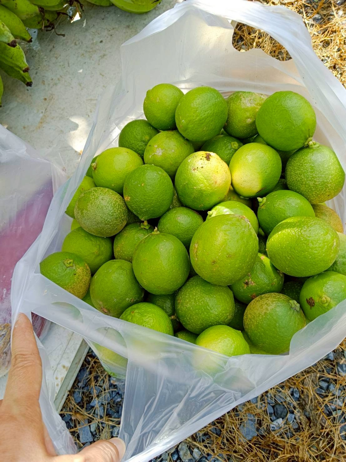 ขายที่ดินปทุมธานี รังสิต ธรรมศาสตร์ : ขายด่วน! ที่ดินบ้านสวน 1 ไร่ รังสิตคลอง 9 มีคลองขุด ผลไม้พร้อมเก็บ 1.6 ลบ.