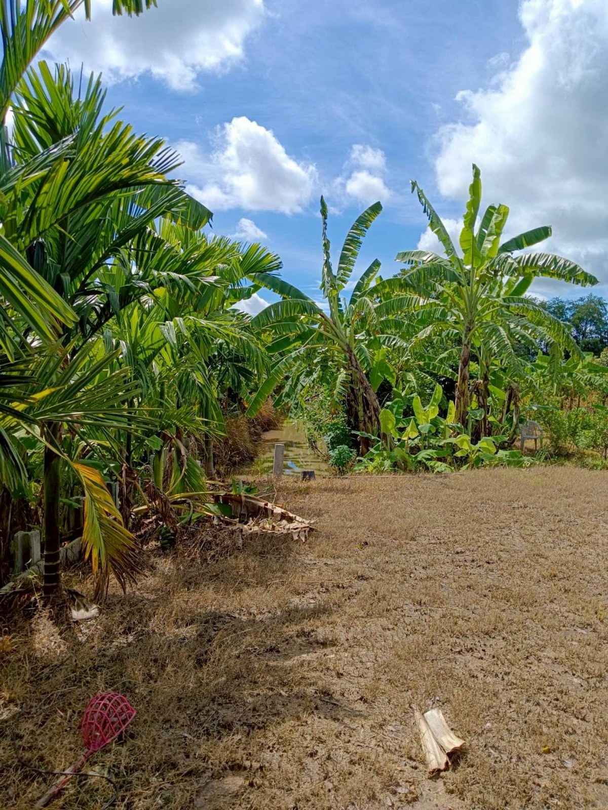 ขายที่ดินปทุมธานี รังสิต ธรรมศาสตร์ : ขายด่วน! ที่ดินบ้านสวน 1 ไร่ รังสิตคลอง 9 มีคลองขุด ผลไม้พร้อมเก็บ 1.6 ลบ.